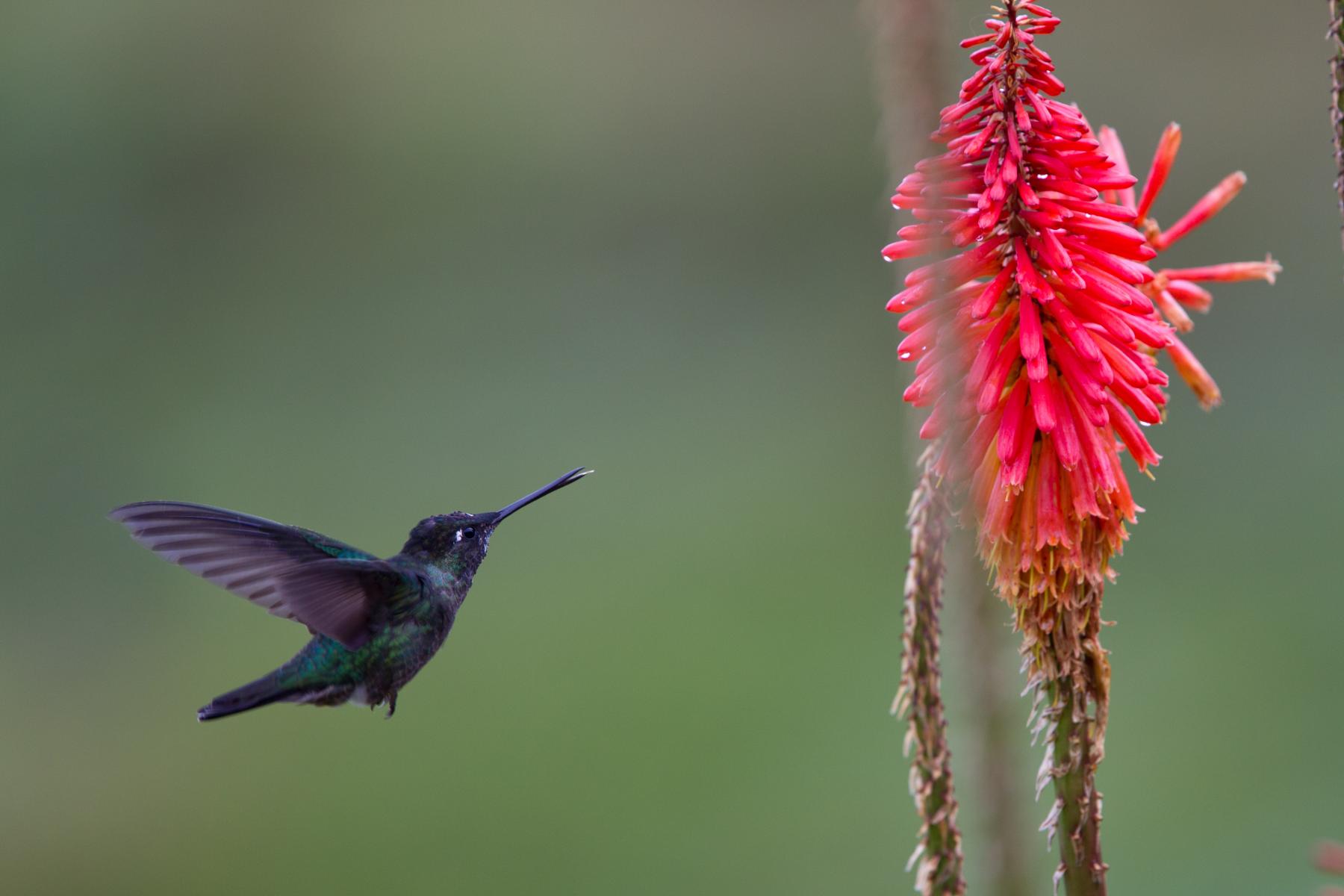 Magnificent Hummingbird