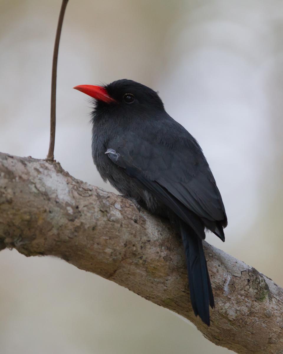 Black-fronted Nunbird