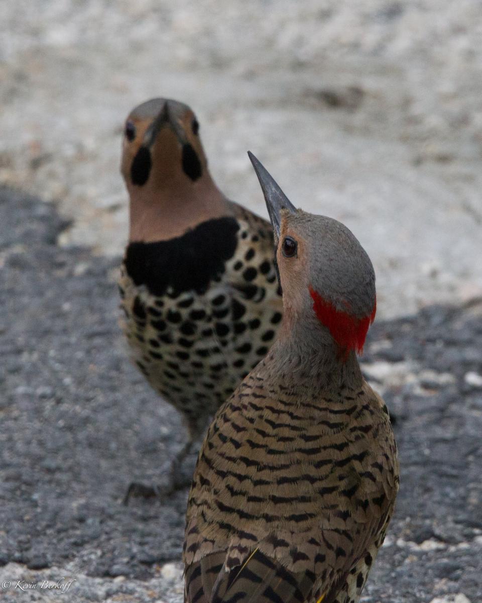 Northern "Black Heart" Flicker