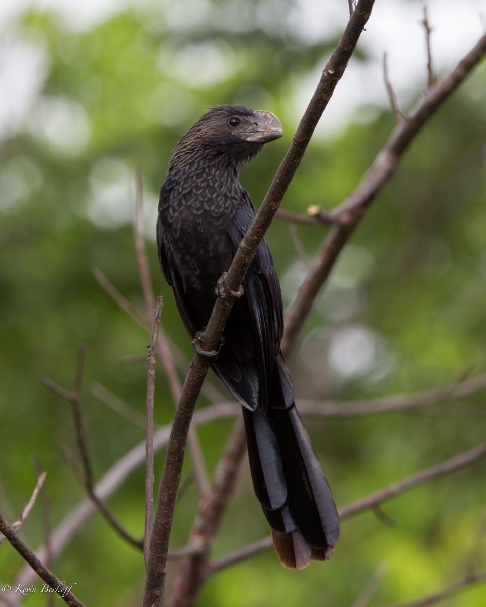 Smooth-billed Ani