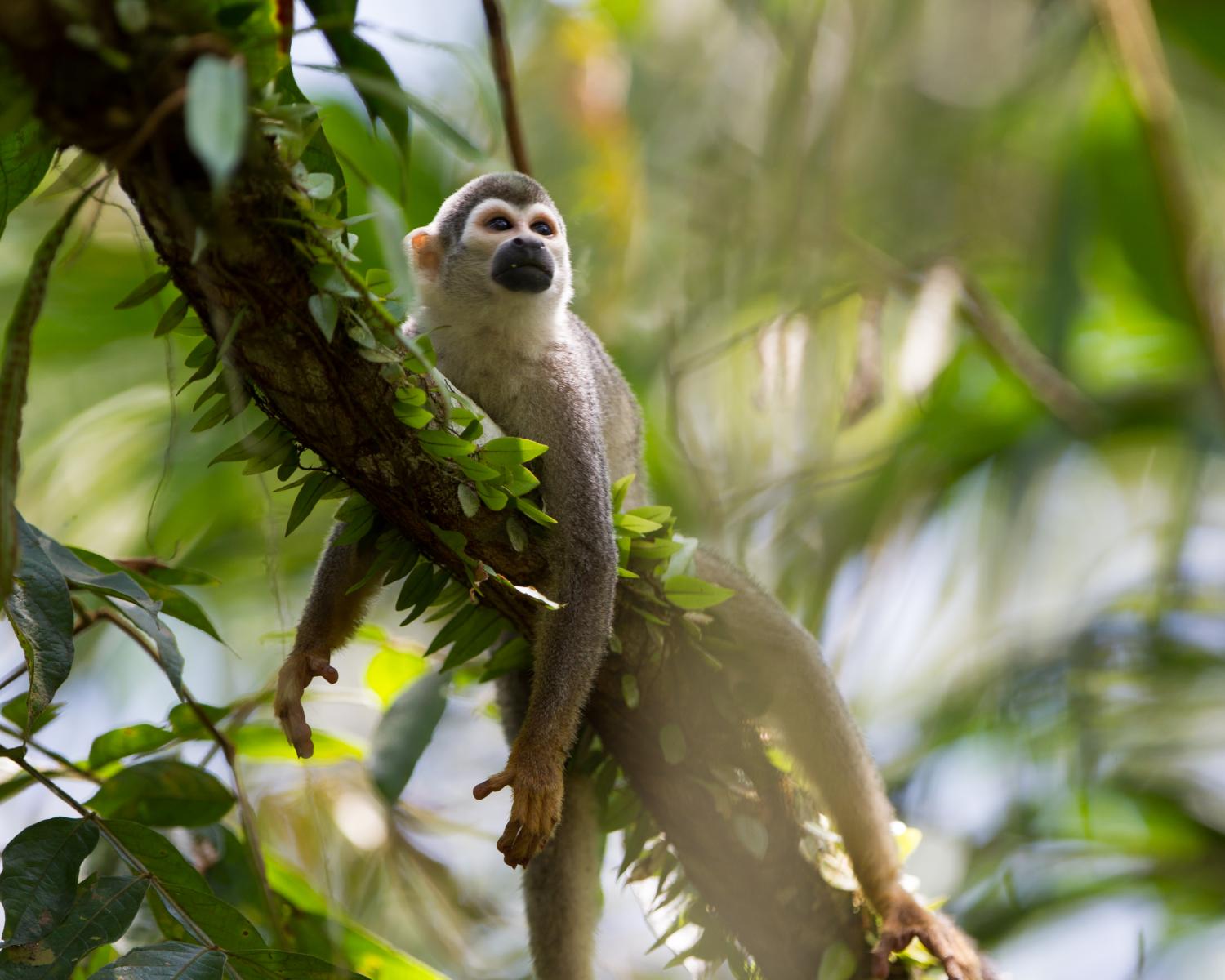 Squirrel Monkey