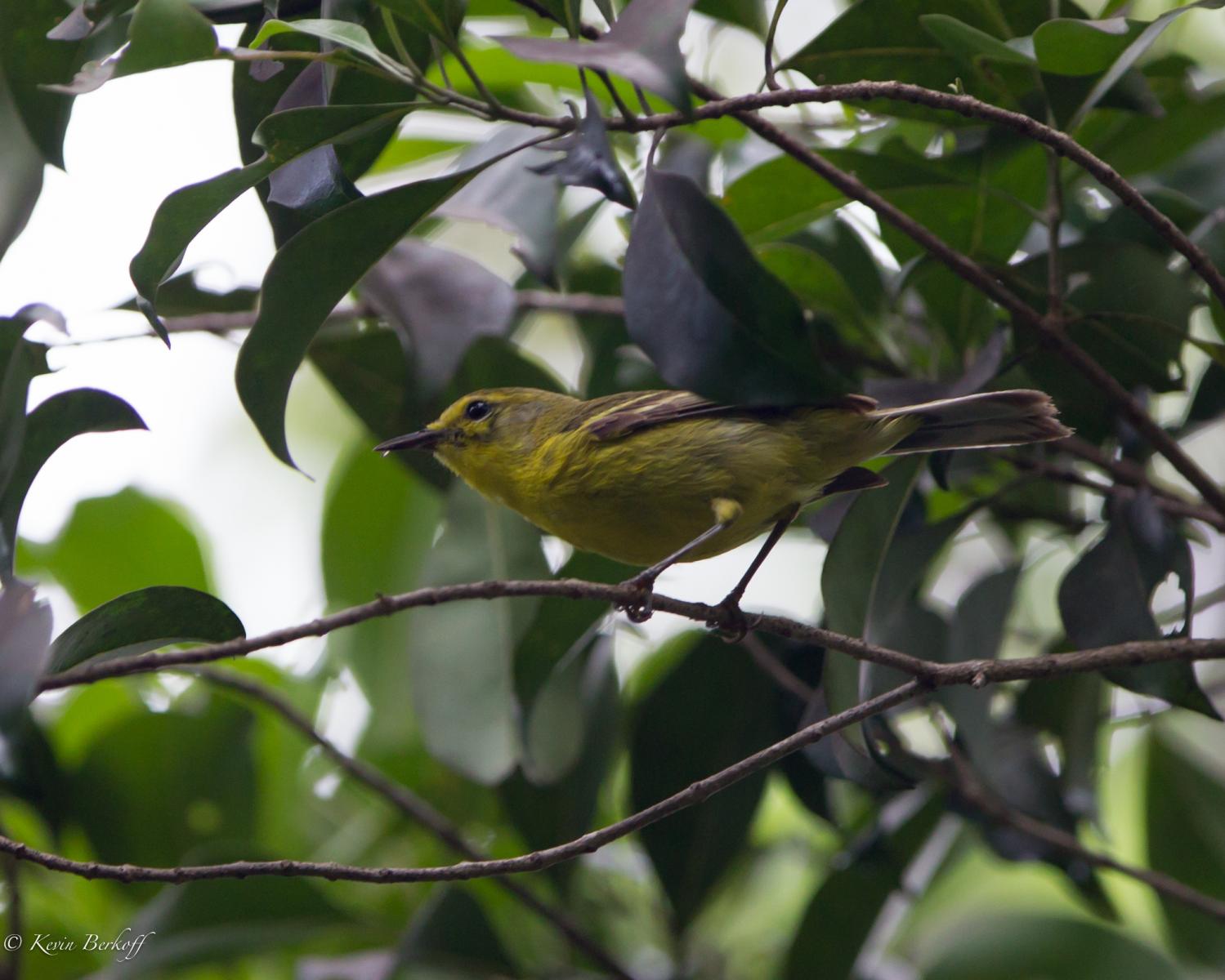Vitelline Warbler