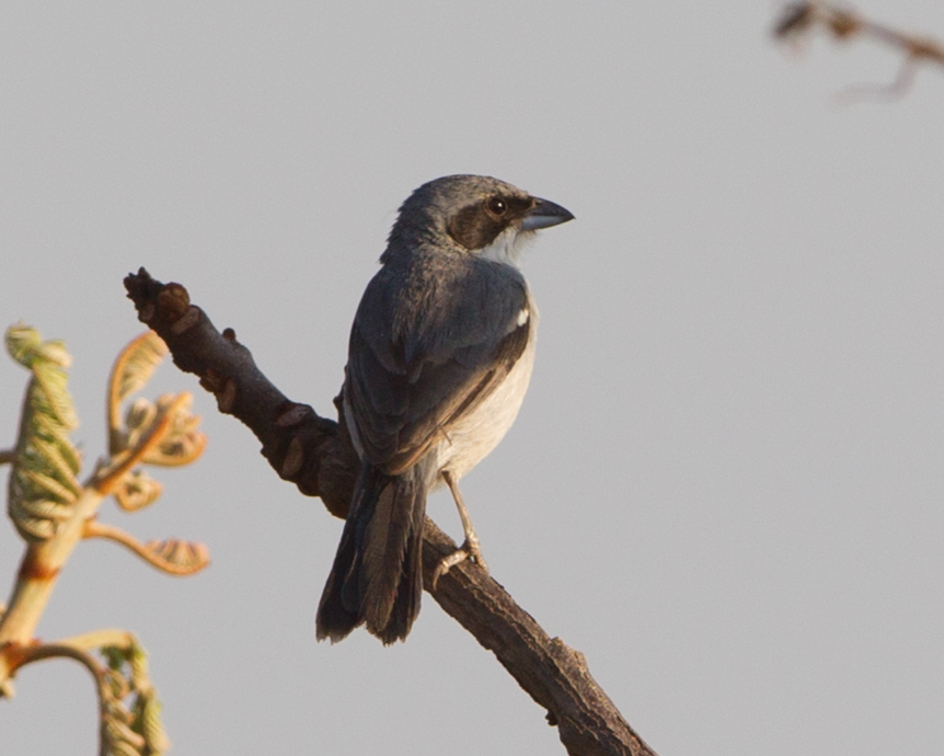Shrike-like Tanager
