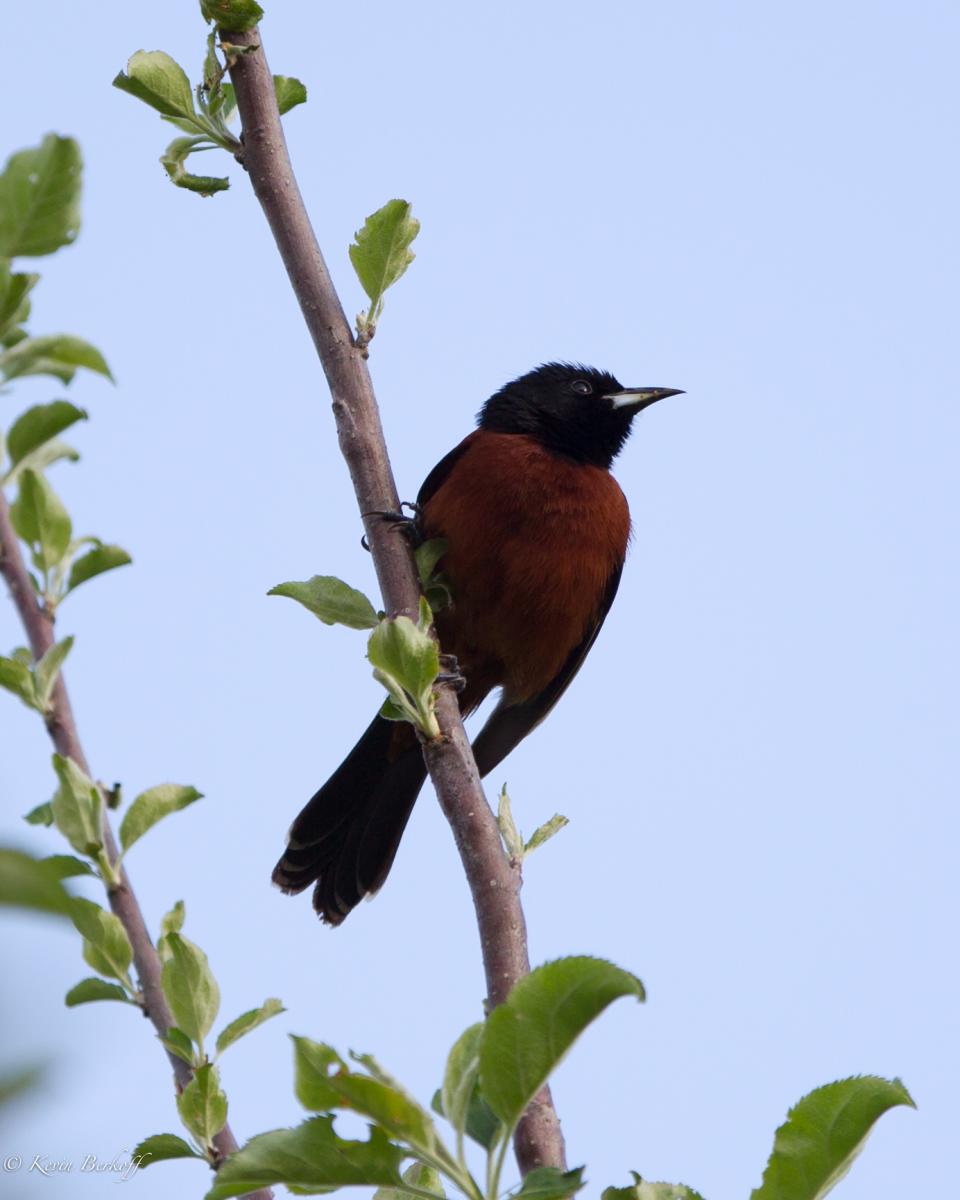 Orchard Oriole