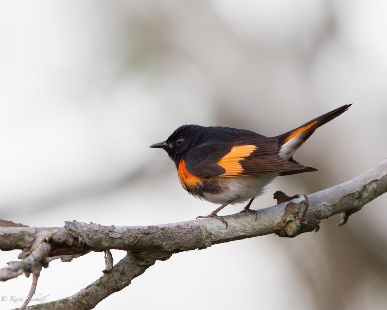 American Redstart
