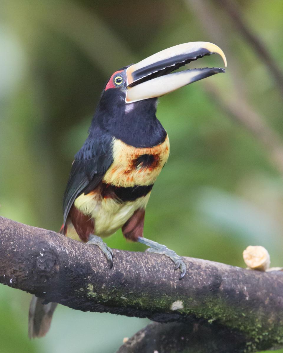 Pale-mandibled Aracari