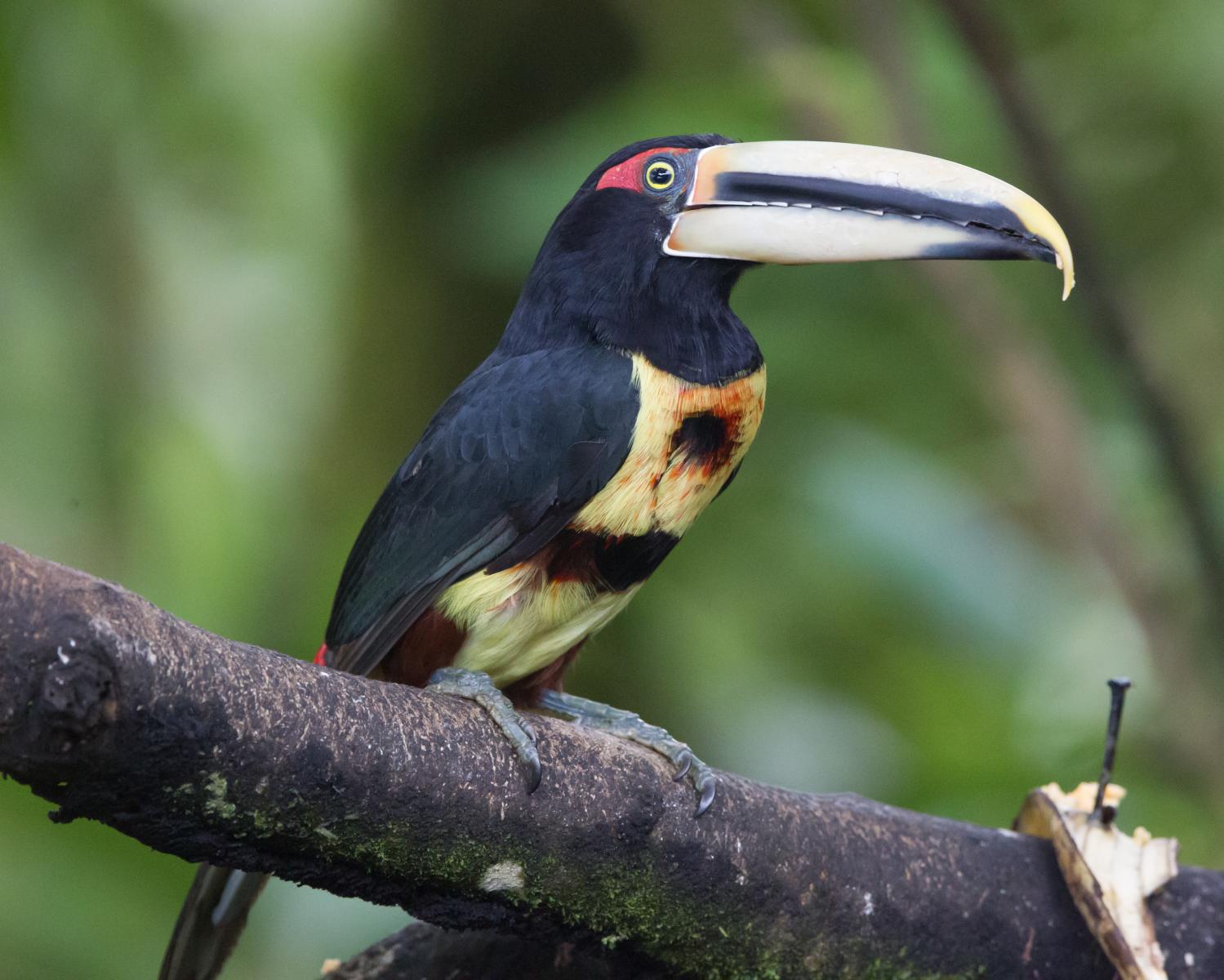 Pale-mandibled Aracari