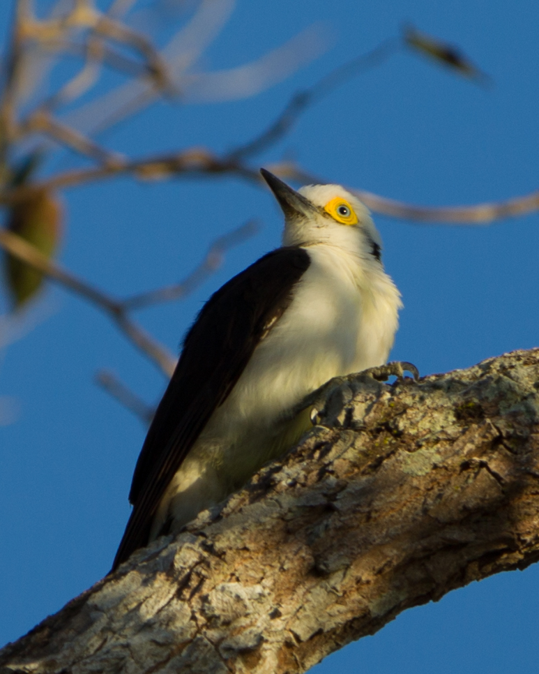 White Woodpecker