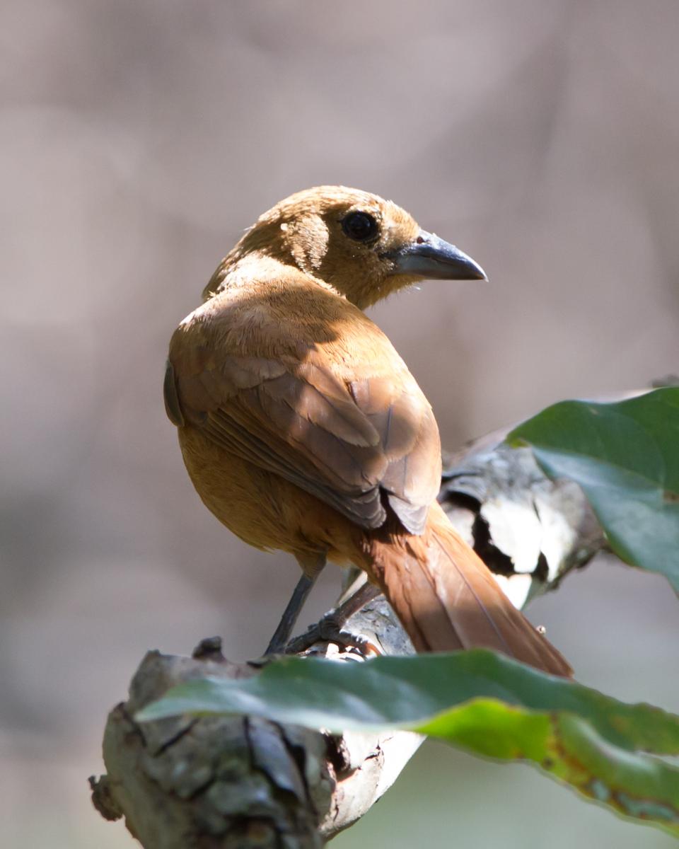 White-lined Tanager (female)