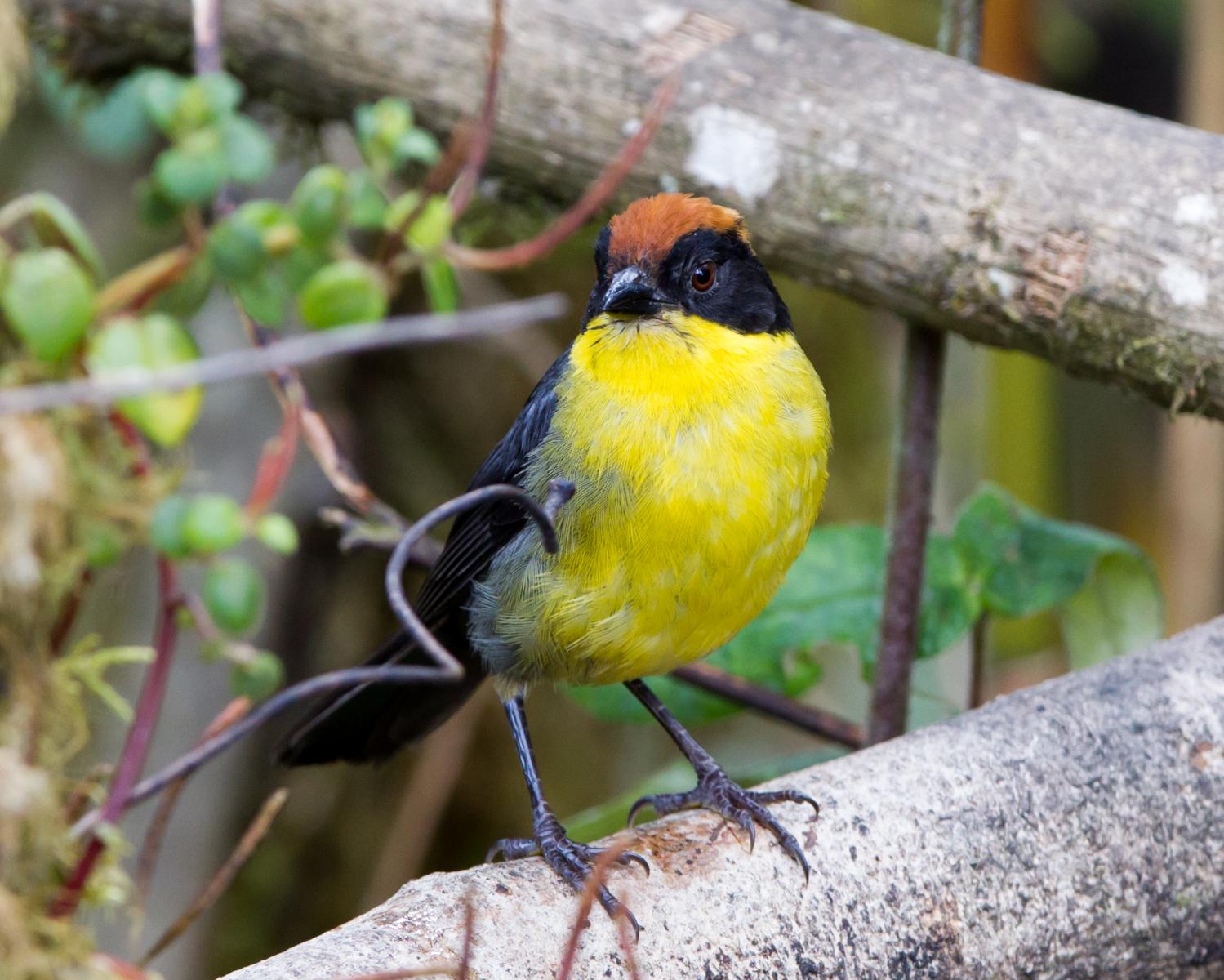 Rufous-naped Brush-finch
