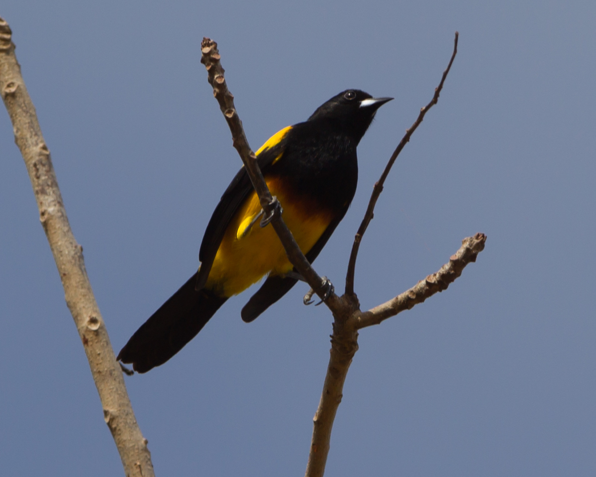 Black-cowled Oriole
