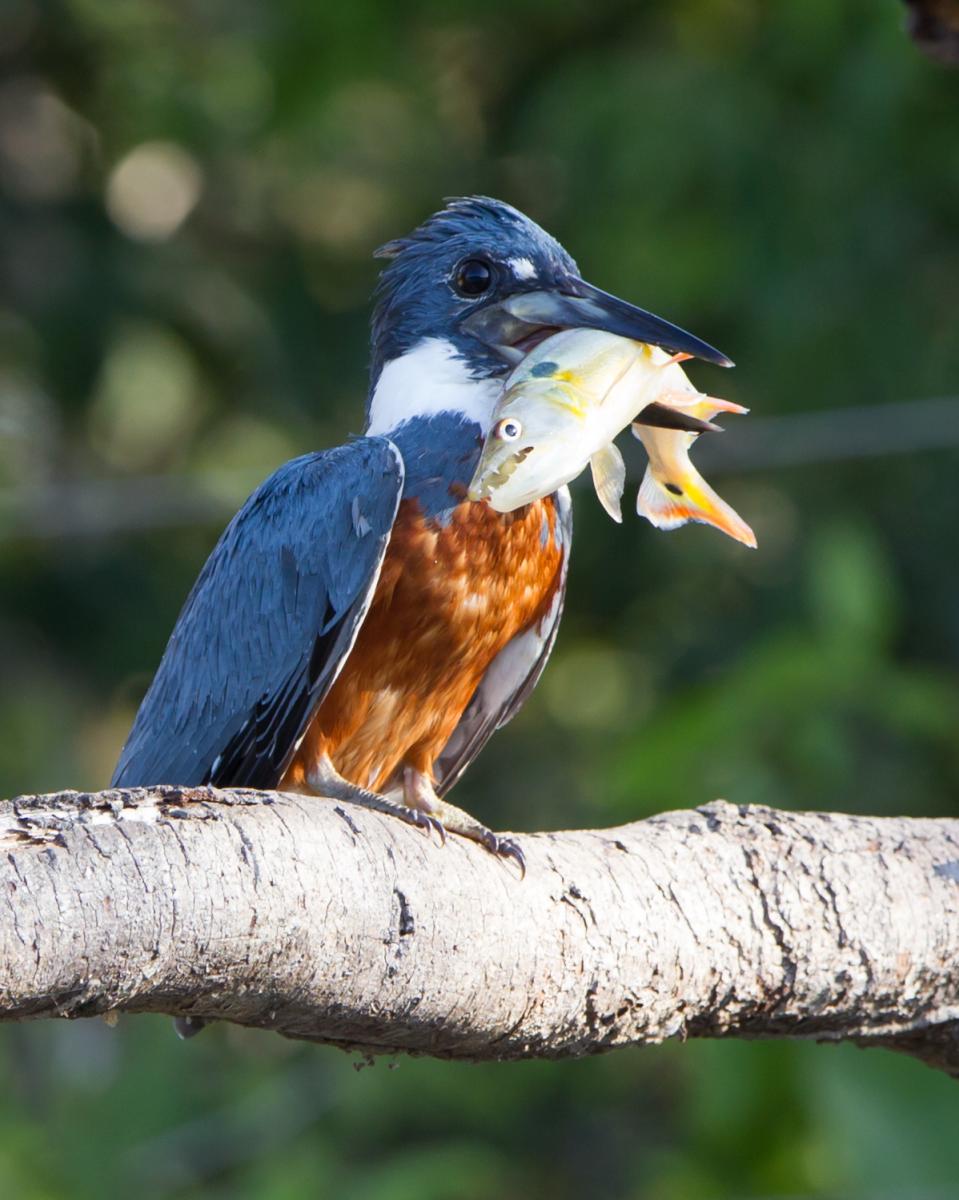 Ringed Kingfisher