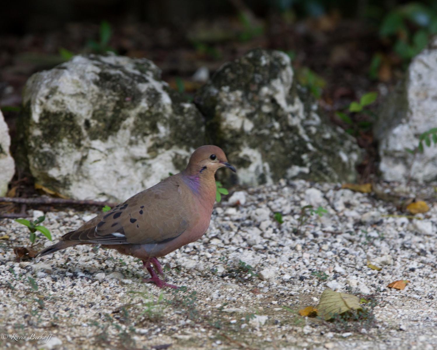 Zenaida Dove