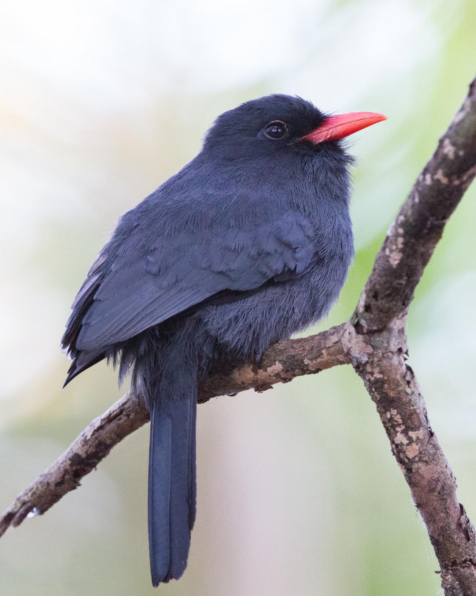 Black-fronted Nunbird
