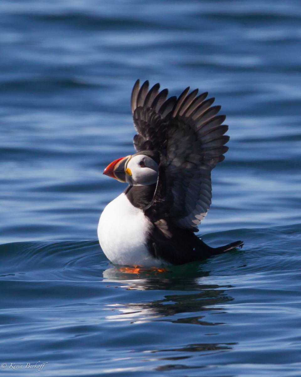 Atlantic Puffin