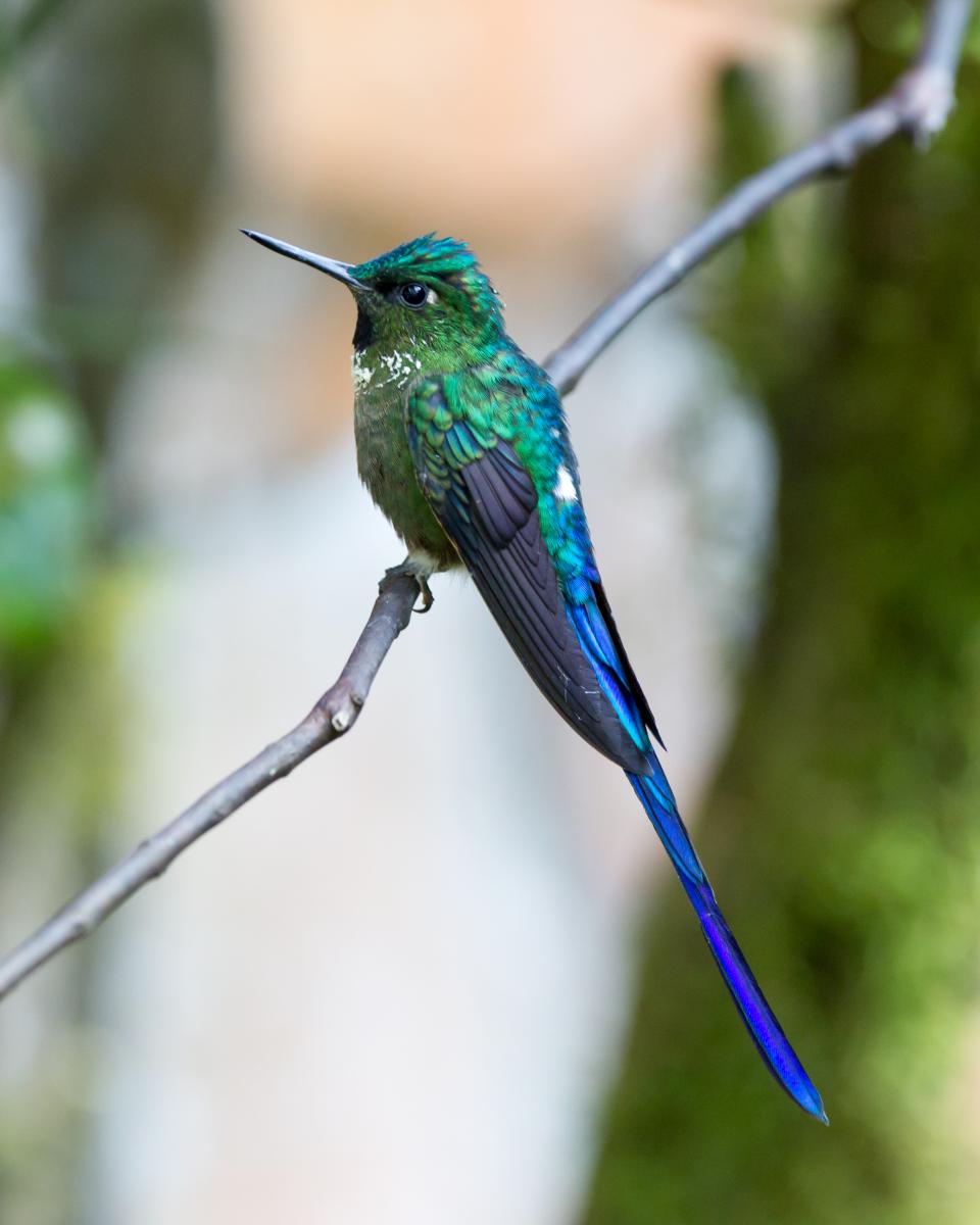 Violet-tailed Sylph