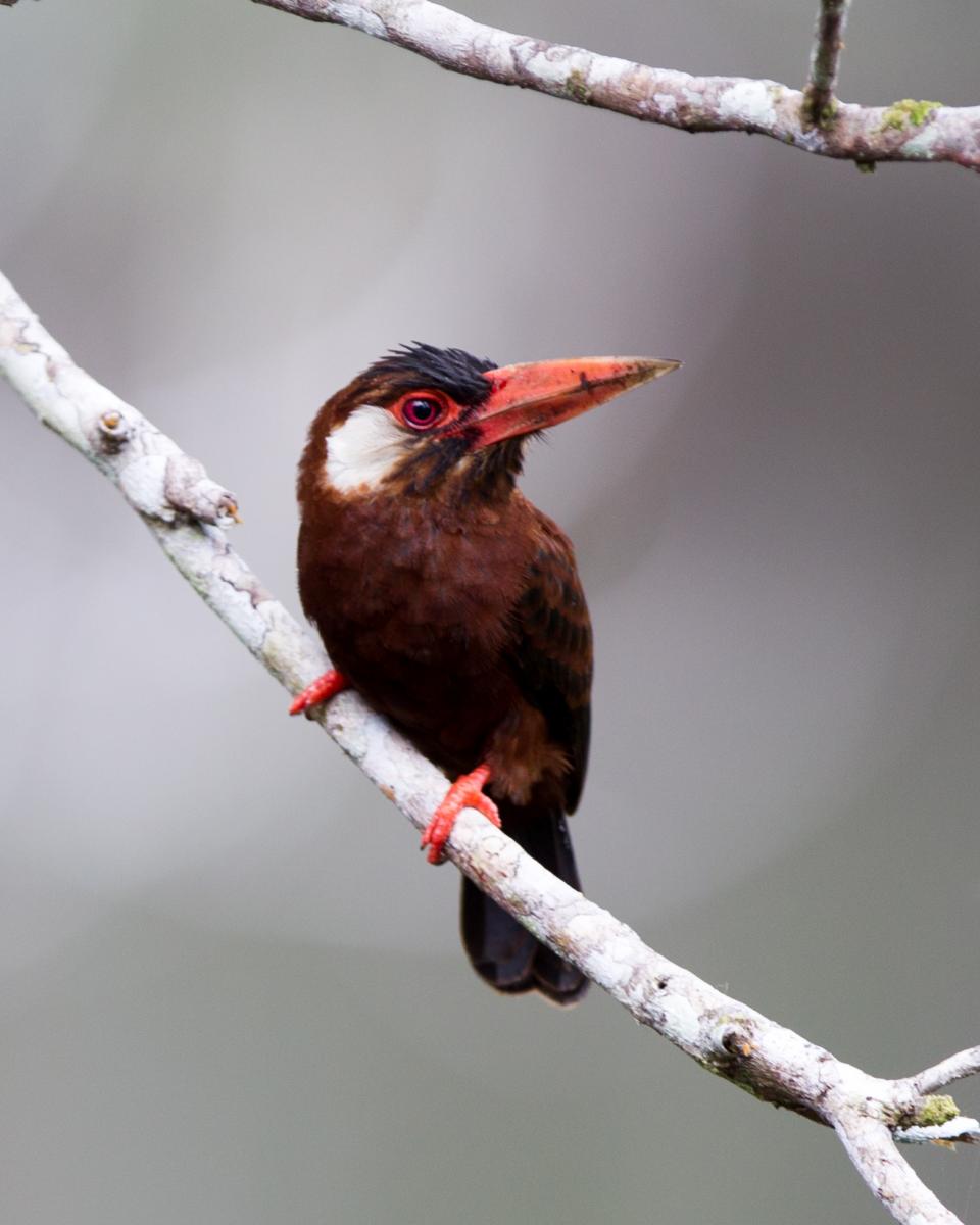 White-eared Jacamar