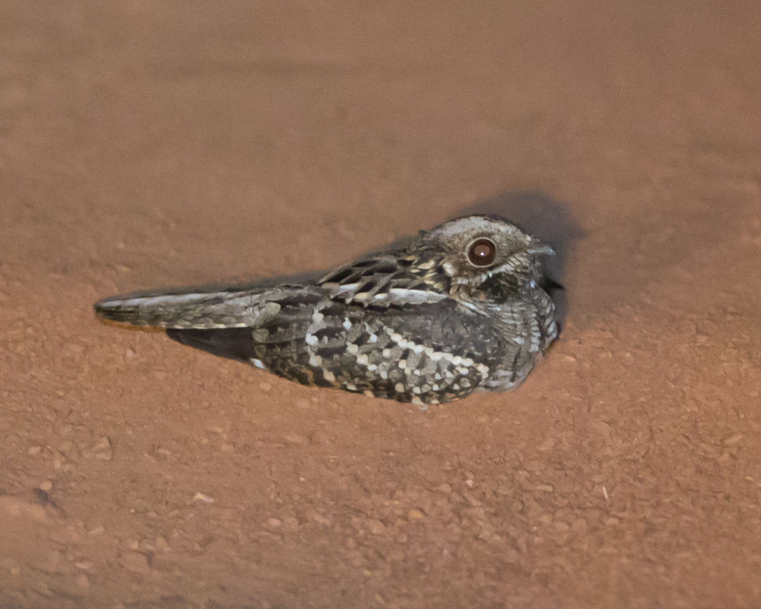 Spot-tailed Nightjar