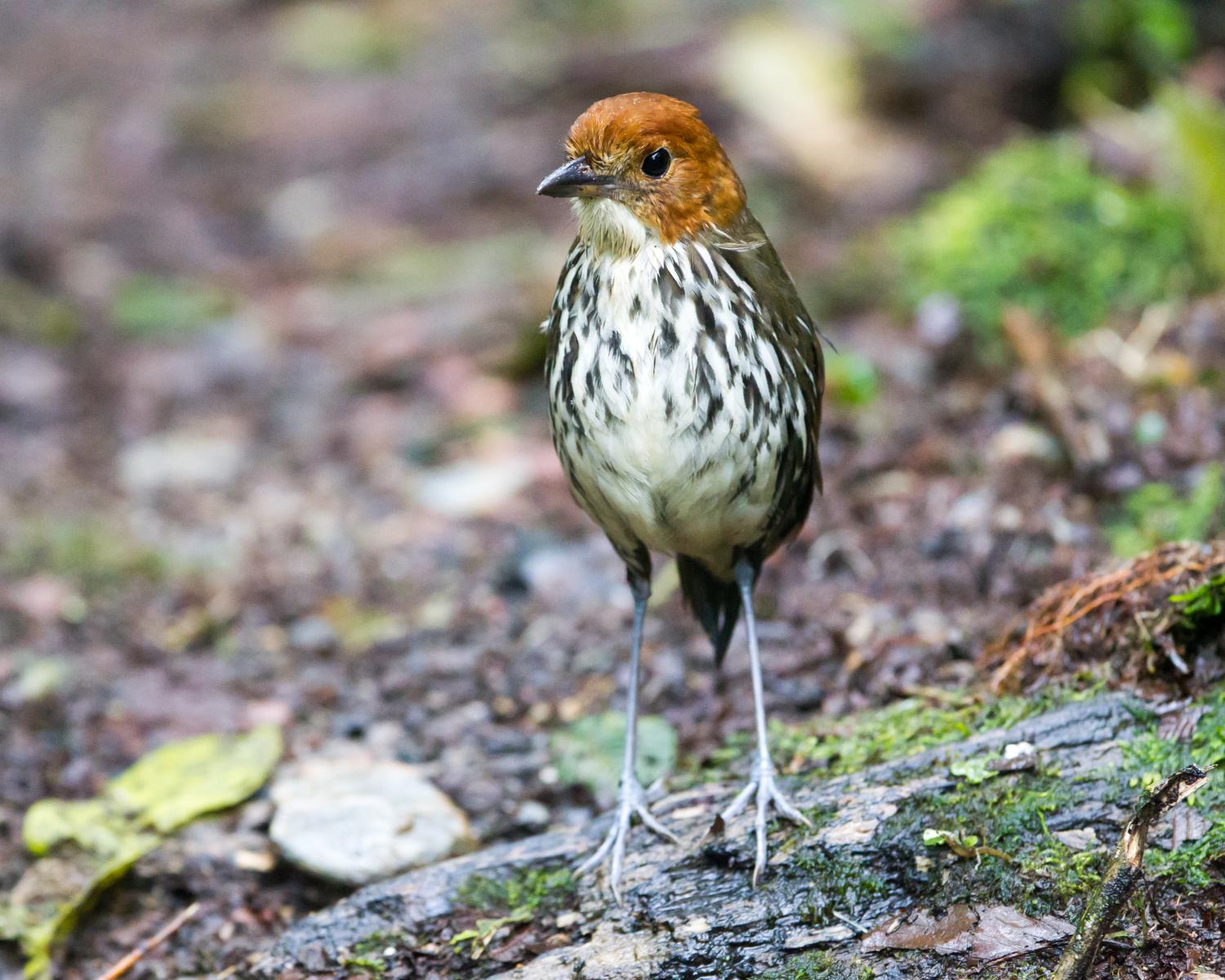 Chestnut-crowned Antpitta