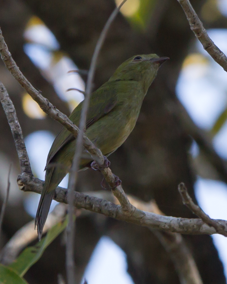 Helmeted Manakin (female)