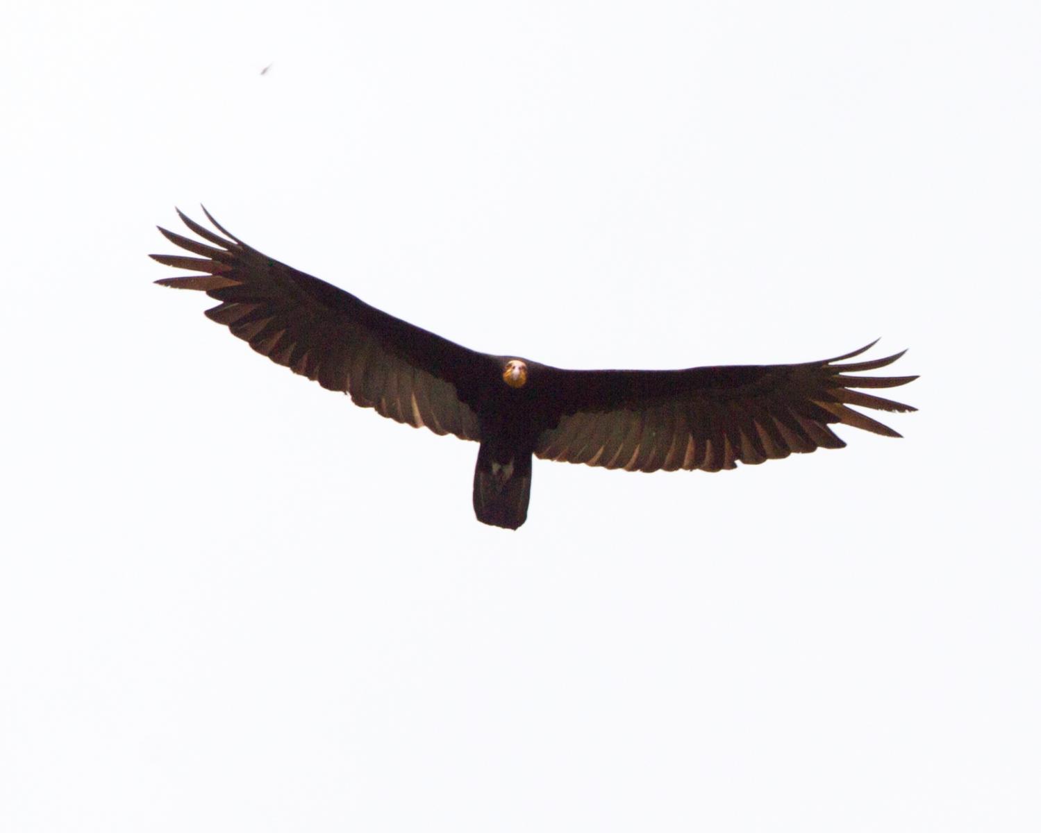 Greater Yellow-headed Vulture