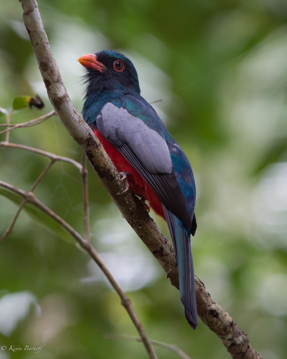 Slaty-tailed Trogon (male)