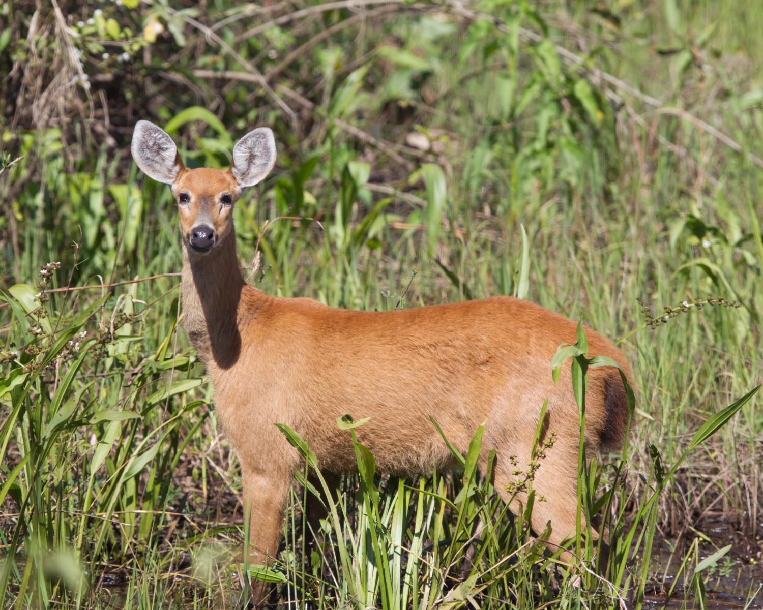 Marsh Deer