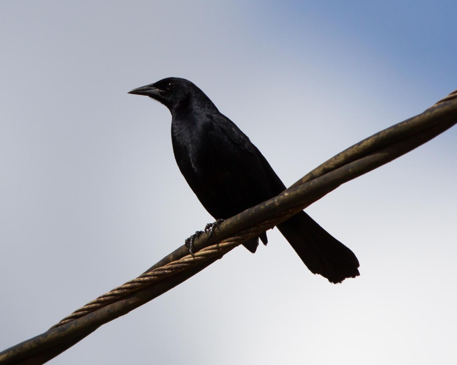 Melodious Blackbird