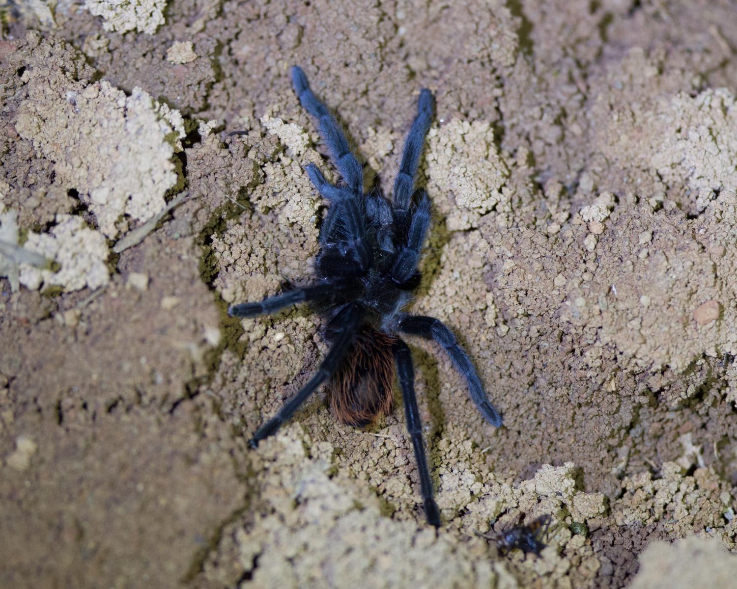Red Rump Tarantula