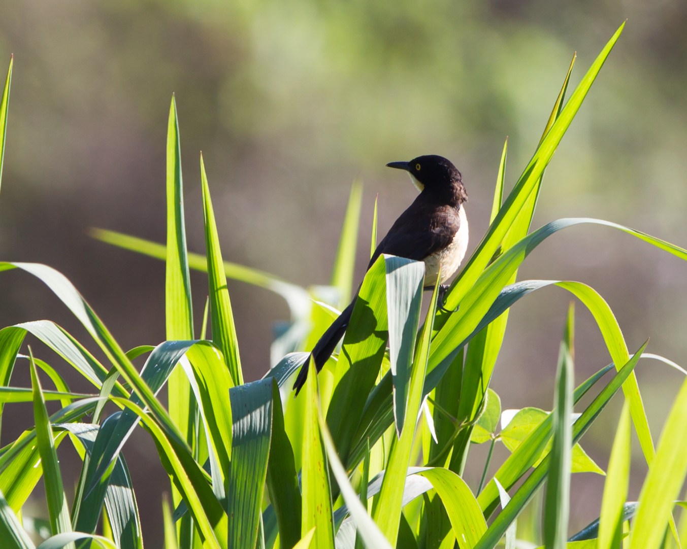 Black-headed Donacobius