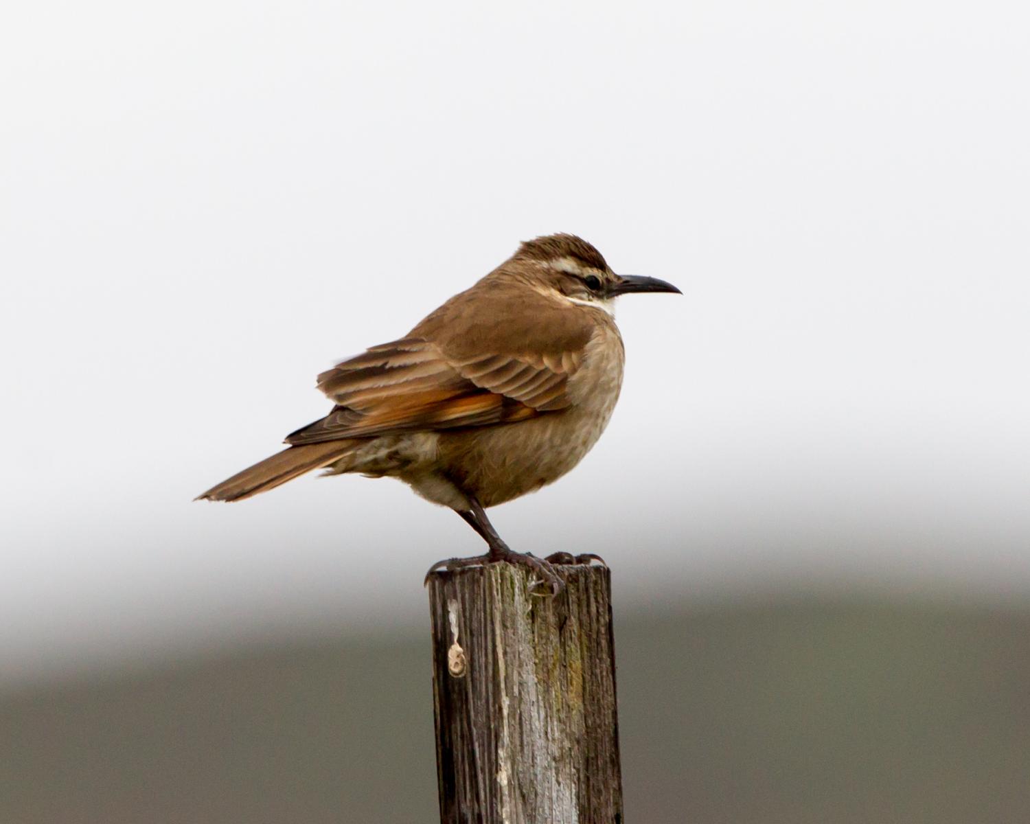 Stout-billed Cinclodes