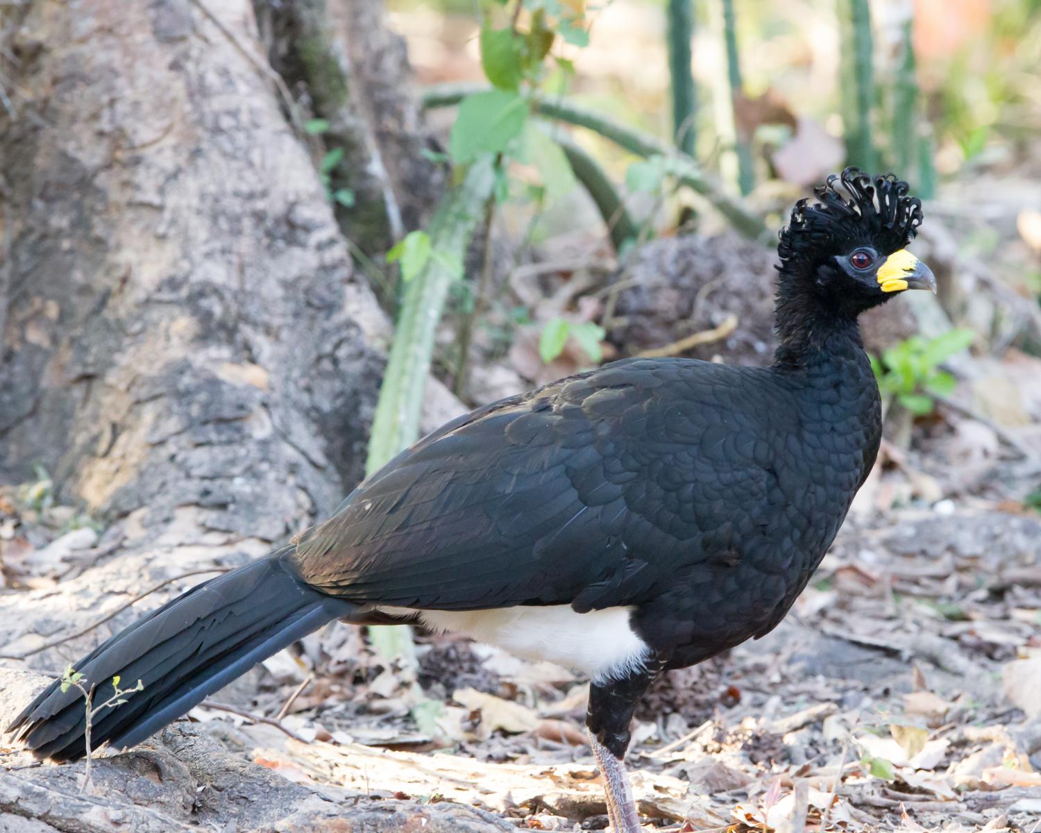 Bare-faced Curassow (male)