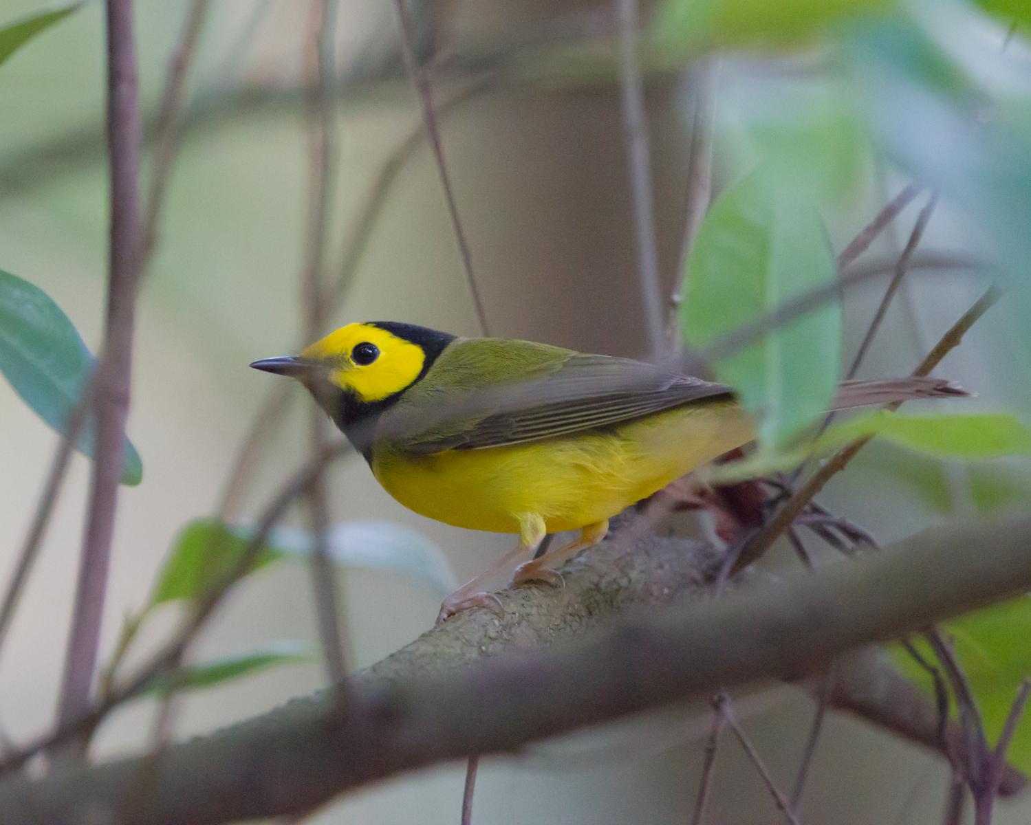 Hooded Warbler