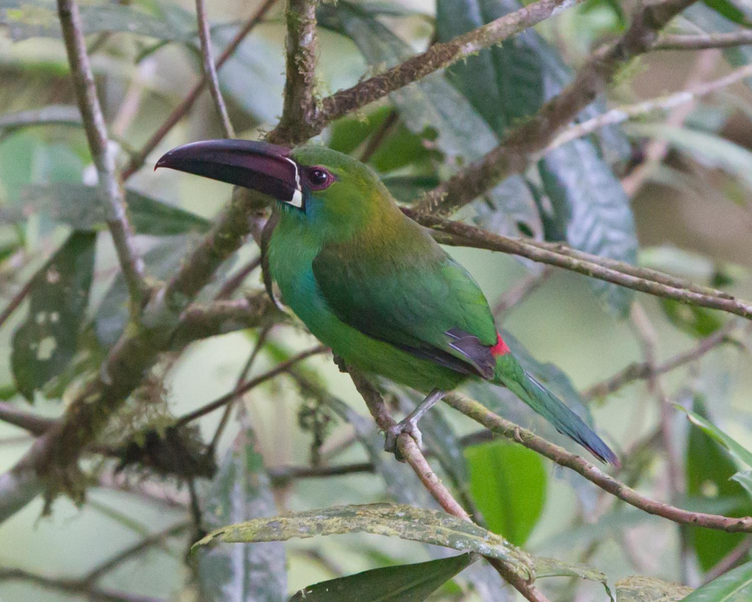 Scarlet-rumped Toucanet