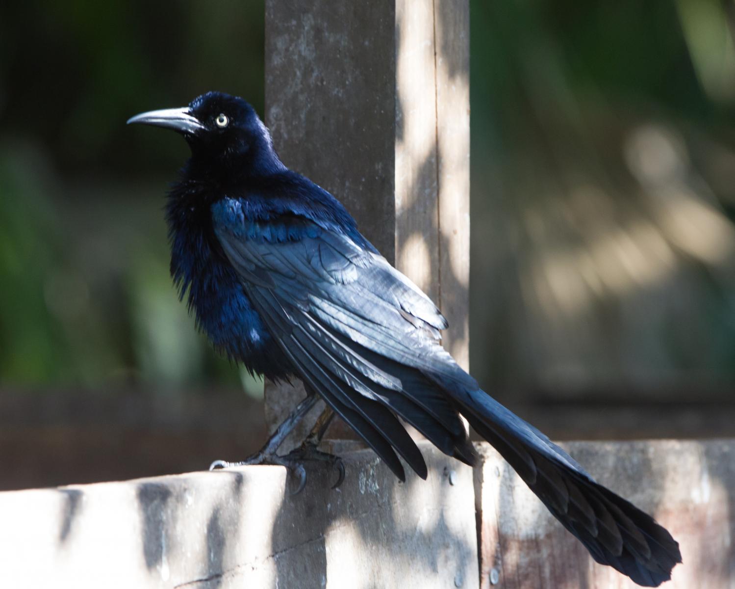 Great-tailed Grackle
