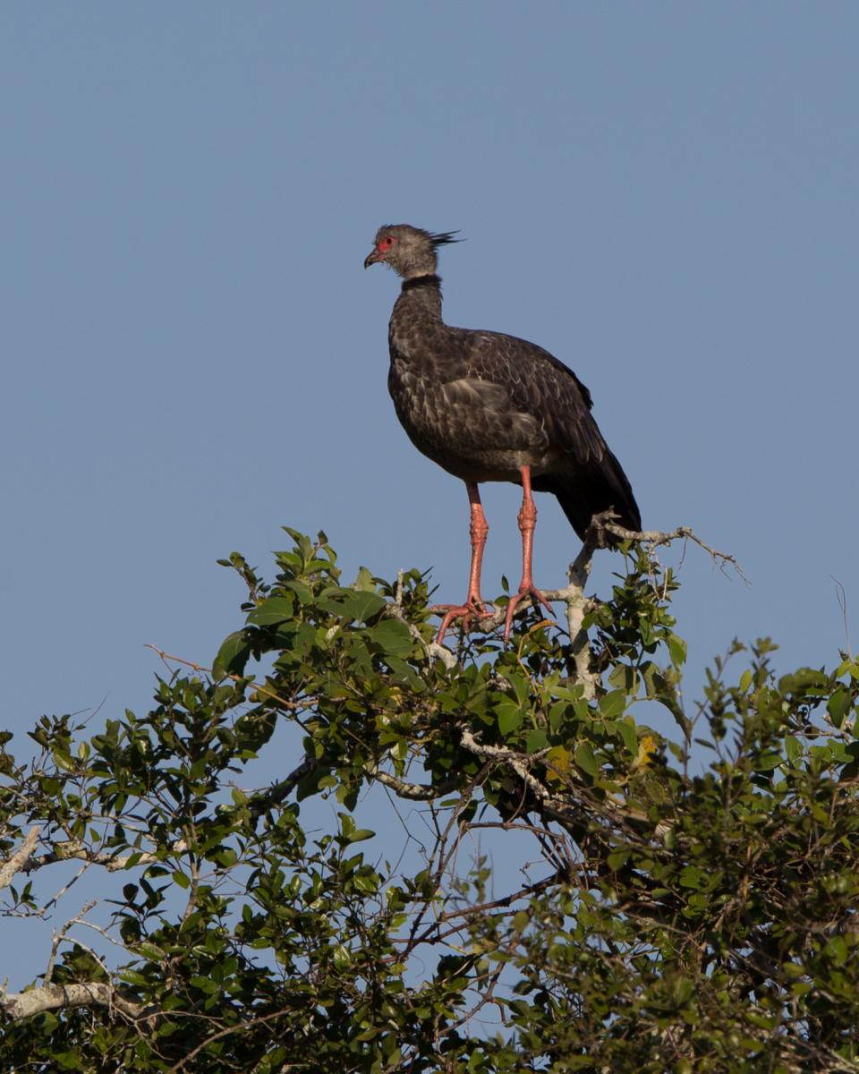 Southern Screamer