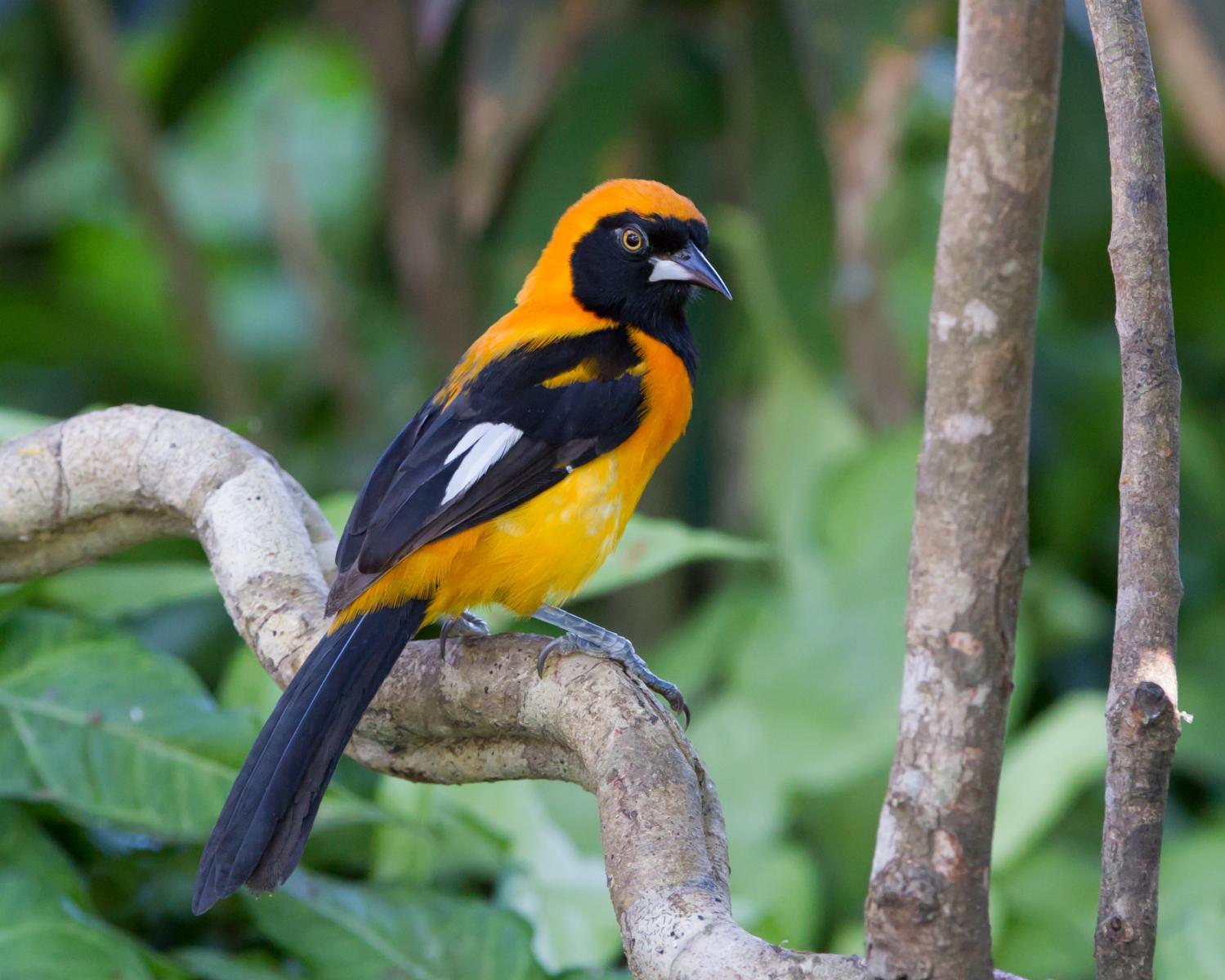 Orange-backed Troupial