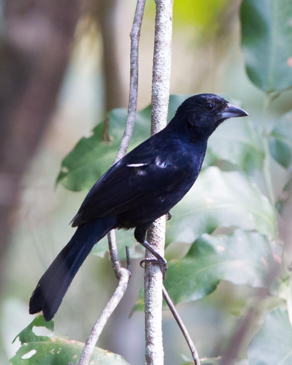 White-lined Tanager (male)