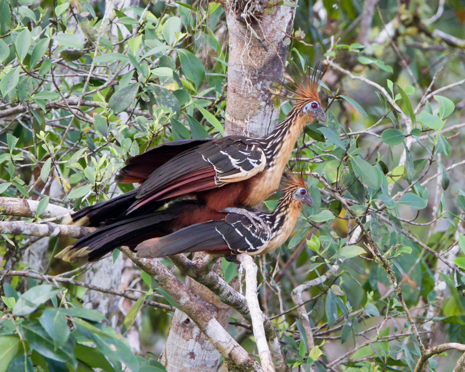 Hoatzins mating