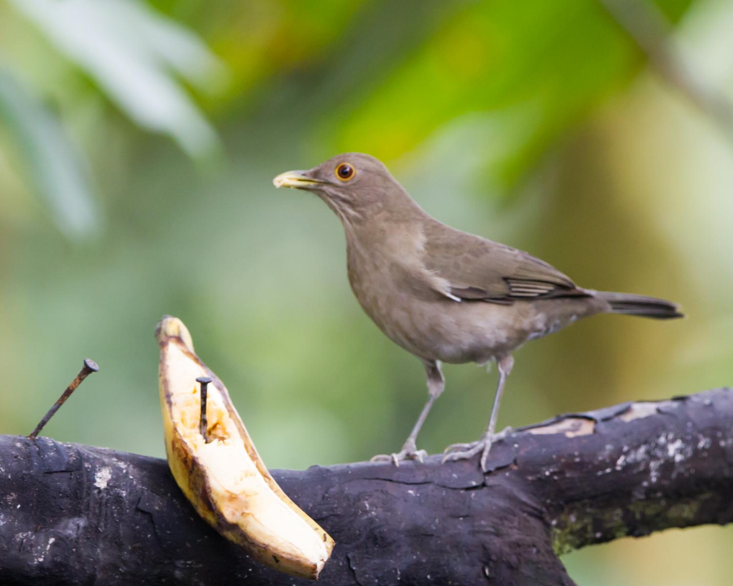 Ecuadorian Thrush