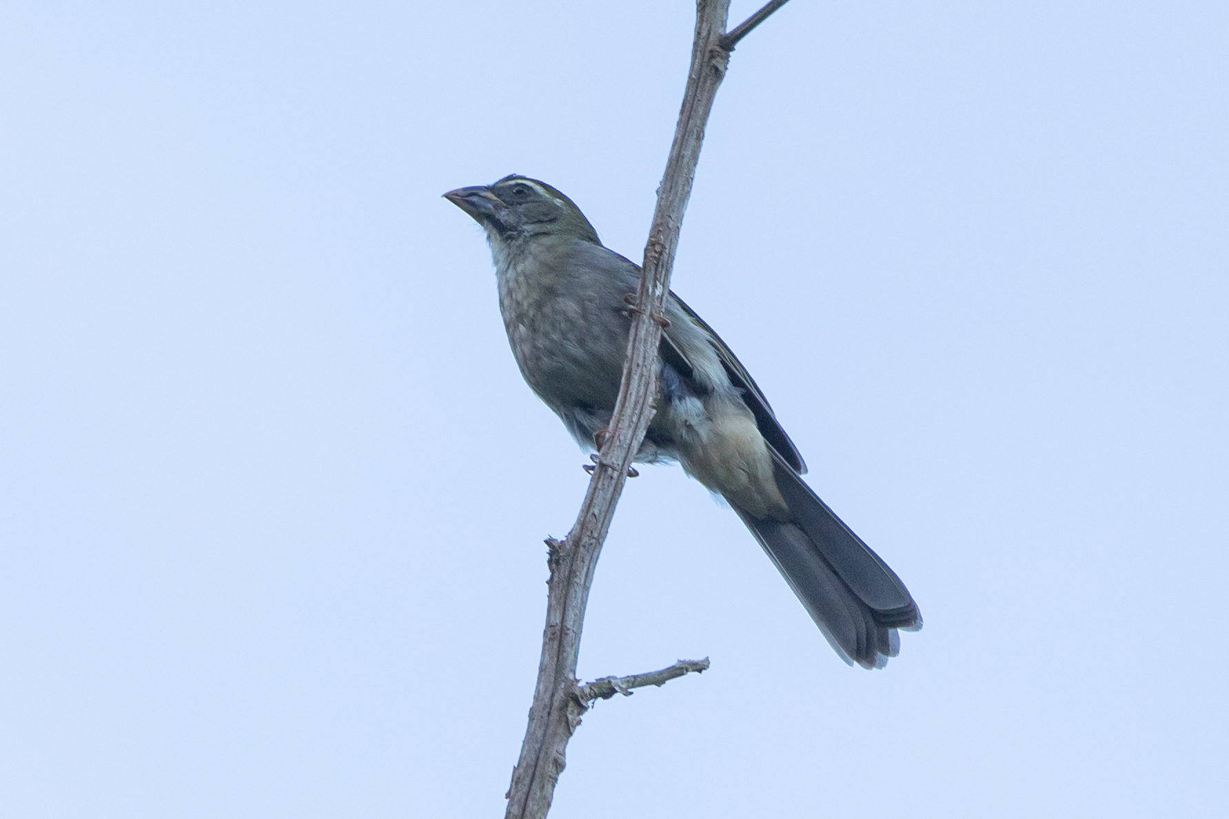 Lesser Antillean Saltator