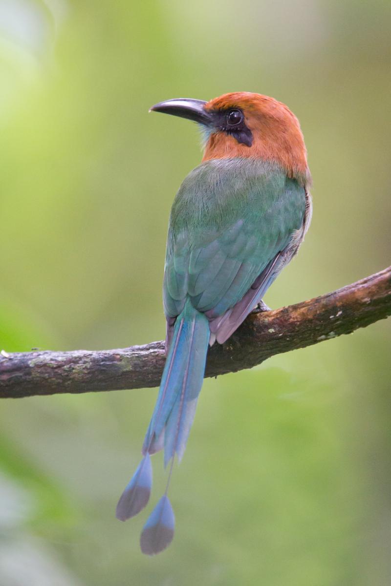 Broad-billed Motmot