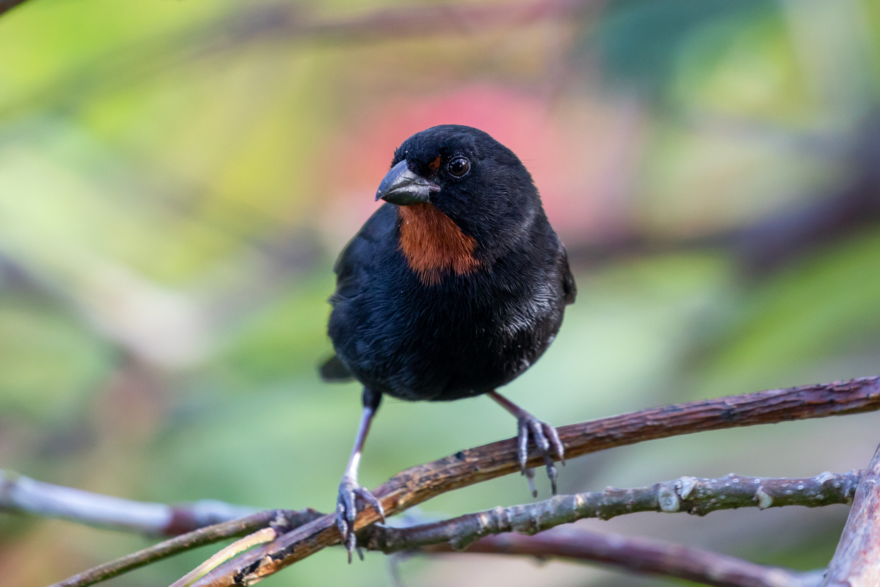 Lesser Antillean Bullfinch (male)