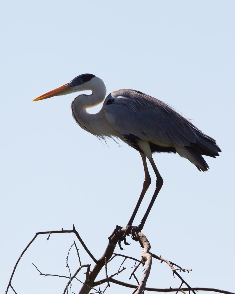 Cocoi Heron