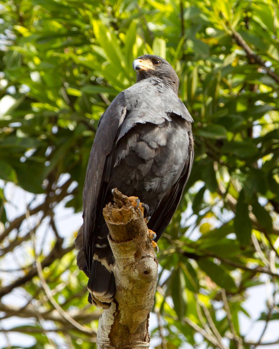 Common Black-hawk