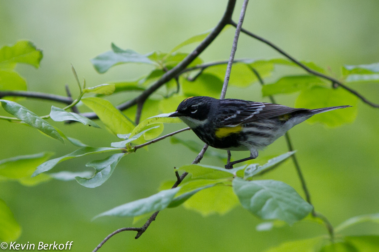 Yellow-rumped Warbler