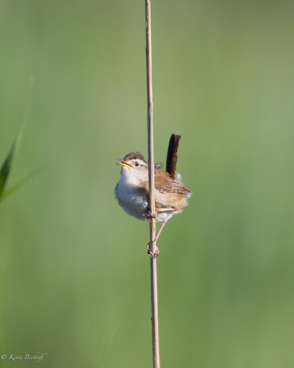 Marsh Wren