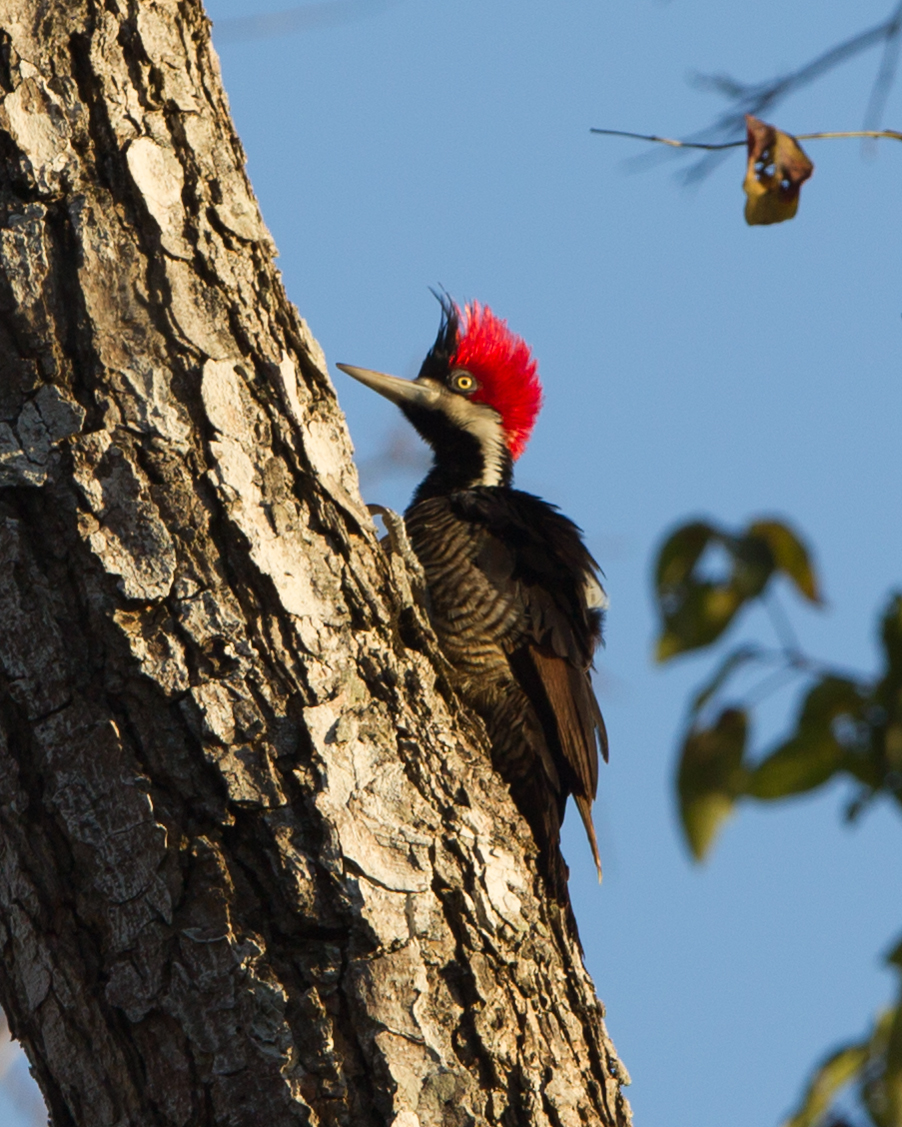 Crimson-crested Woodpecker
