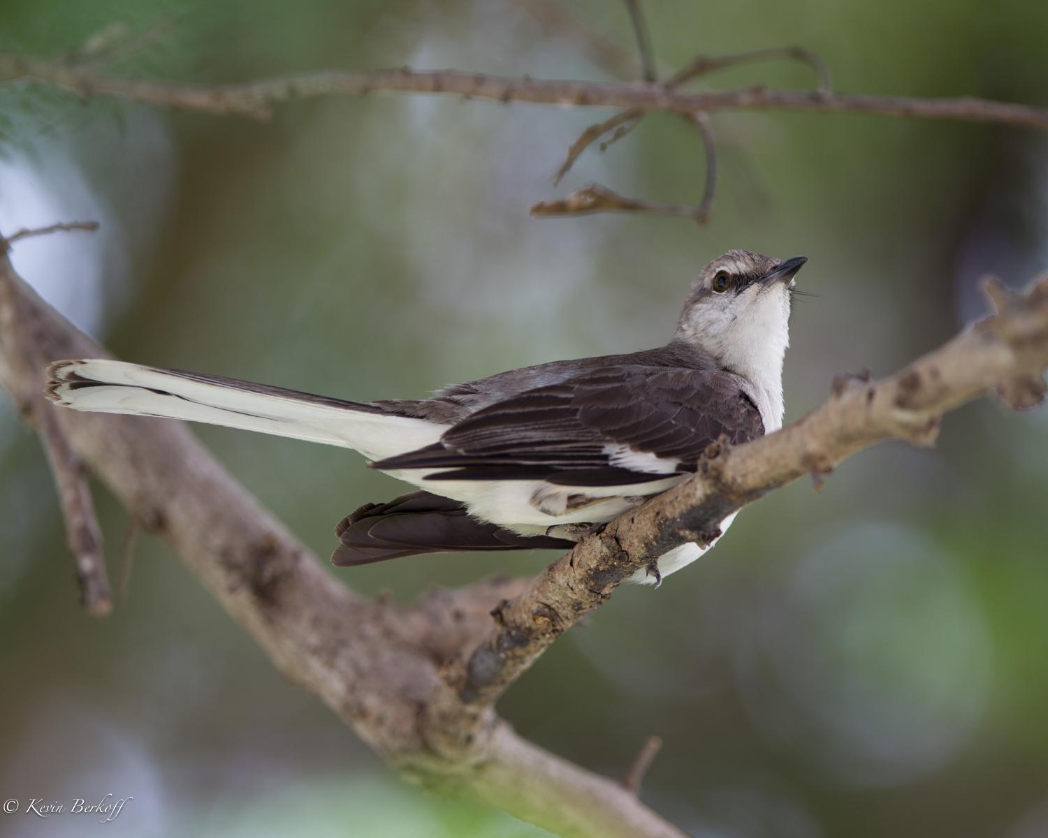 Northern Mockingbird