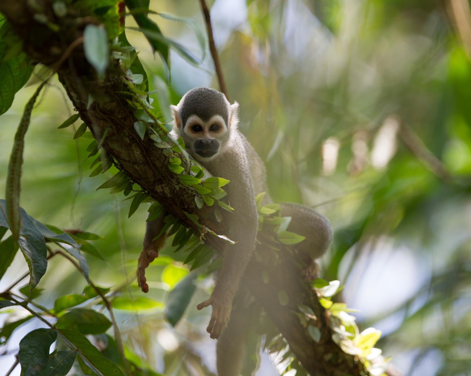 Squirrel Monkey